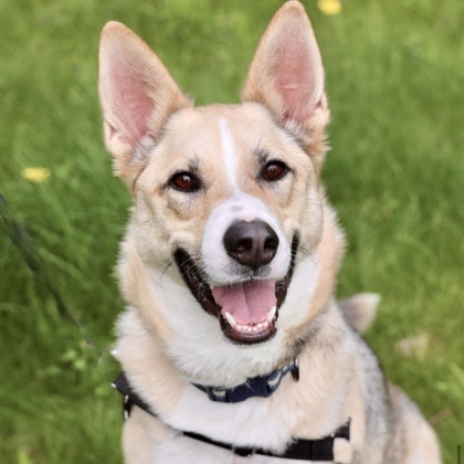 Davey, an adoptable German Shepherd Dog Mix in Hastings, MN_image-1
