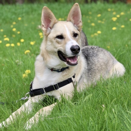 Davey, an adoptable German Shepherd Dog, Mixed Breed in Hastings, MN, 55033 | Photo Image 2