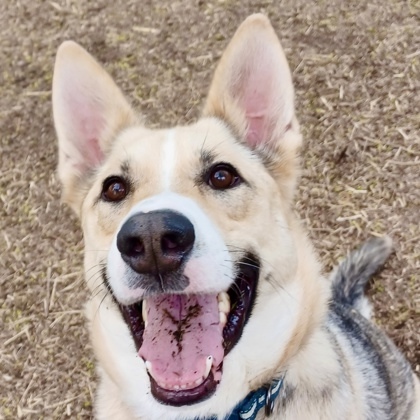 Davey, an adoptable German Shepherd Dog, Mixed Breed in Hastings, MN, 55033 | Photo Image 3
