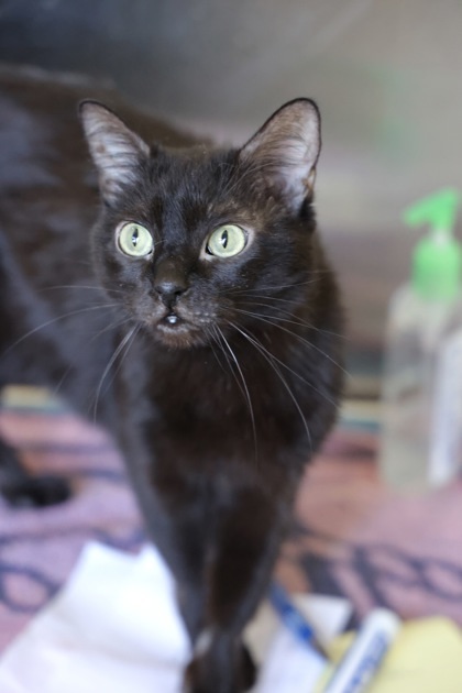 Polly, an adoptable Domestic Short Hair in Hastings, MN, 55033 | Photo Image 1