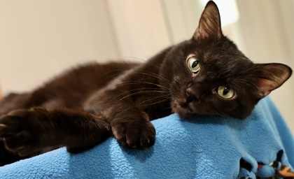 Polly, an adoptable Domestic Short Hair in Hastings, MN, 55033 | Photo Image 1