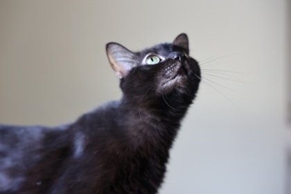 Polly, an adoptable Domestic Short Hair in Hastings, MN, 55033 | Photo Image 2