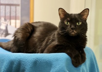 Polly, an adoptable Domestic Short Hair in Hastings, MN, 55033 | Photo Image 2