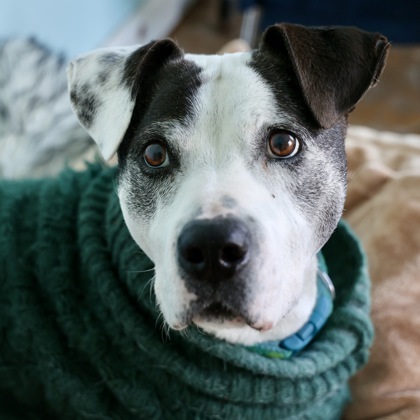 Willow, an adoptable American Staffordshire Terrier, Mixed Breed in Hastings, MN, 55033 | Photo Image 1