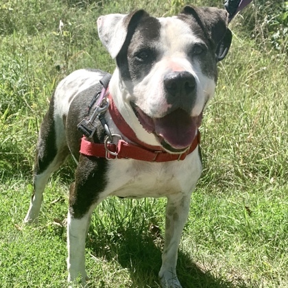 Willow, an adoptable American Staffordshire Terrier, Mixed Breed in Hastings, MN, 55033 | Photo Image 2