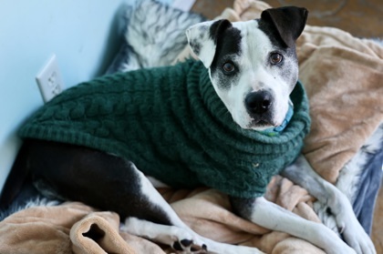 Willow, an adoptable American Staffordshire Terrier, Mixed Breed in Hastings, MN, 55033 | Photo Image 2