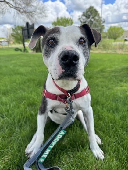 Willow, an adoptable American Staffordshire Terrier, Mixed Breed in Hastings, MN, 55033 | Photo Image 2