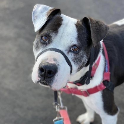 Willow, an adoptable American Staffordshire Terrier, Mixed Breed in Hastings, MN, 55033 | Photo Image 3