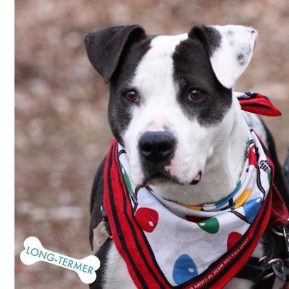 Willow, an adoptable American Staffordshire Terrier, Mixed Breed in Hastings, MN, 55033 | Photo Image 3