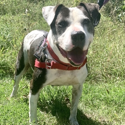 Willow, an adoptable American Staffordshire Terrier, Mixed Breed in Hastings, MN, 55033 | Photo Image 3