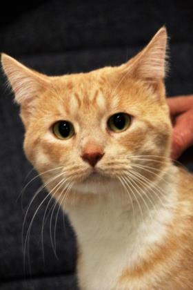 Tanner, an adoptable Domestic Short Hair in Hastings, MN, 55033 | Photo Image 1