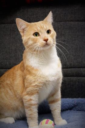 Tanner, an adoptable Domestic Short Hair in Hastings, MN, 55033 | Photo Image 3