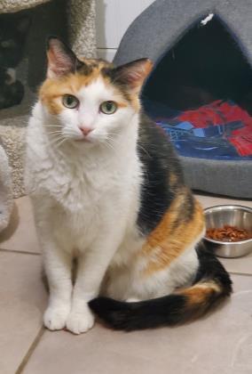 Sarah, an adoptable Domestic Short Hair in Hastings, MN, 55033 | Photo Image 1