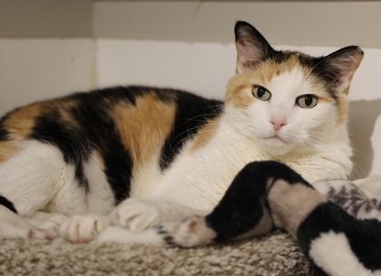 Sarah, an adoptable Domestic Short Hair in Hastings, MN, 55033 | Photo Image 1