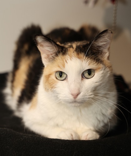 Sarah, an adoptable Domestic Short Hair in Hastings, MN, 55033 | Photo Image 3