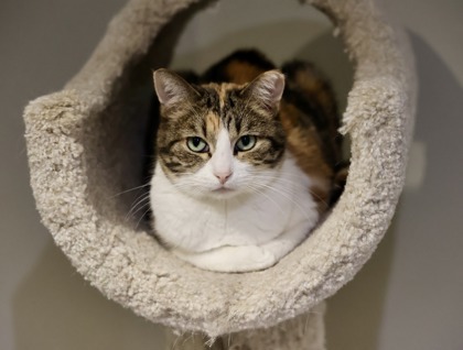 Maggie, an adoptable Domestic Short Hair in Hastings, MN, 55033 | Photo Image 1