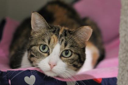 Maggie, an adoptable Domestic Short Hair in Hastings, MN, 55033 | Photo Image 2