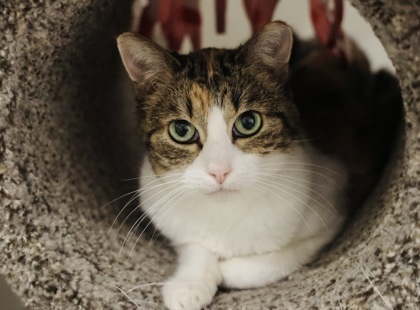 Maggie, an adoptable Domestic Short Hair in Hastings, MN, 55033 | Photo Image 2