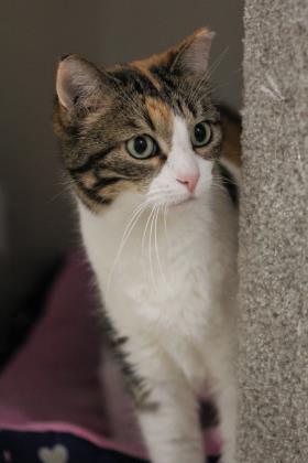 Maggie, an adoptable Domestic Short Hair in Hastings, MN, 55033 | Photo Image 3