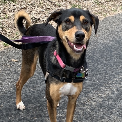 Lucky, an adoptable Saluki, Mixed Breed in Hastings, MN, 55033 | Photo Image 1