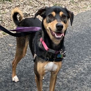Lucky, Young Female Saluki