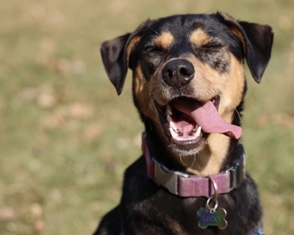 Lucky, an adoptable Saluki, Mixed Breed in Hastings, MN, 55033 | Photo Image 2