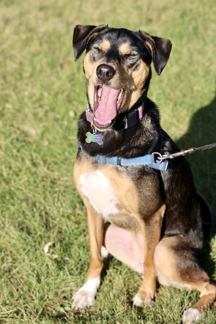 Lucky, an adoptable Saluki, Mixed Breed in Hastings, MN, 55033 | Photo Image 2