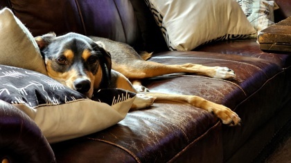 Lucky, an adoptable Saluki, Mixed Breed in Hastings, MN, 55033 | Photo Image 3