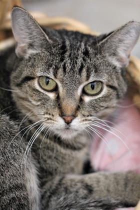 Echo, an adoptable Domestic Short Hair in Hastings, MN_image-1