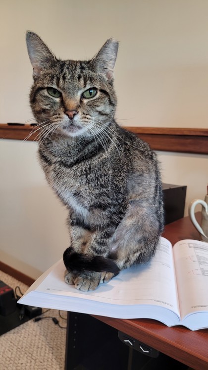 Echo, an adoptable Domestic Short Hair in Hastings, MN, 55033 | Photo Image 2