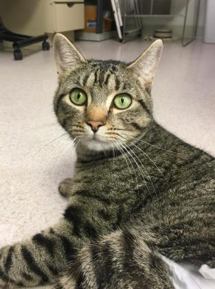 June, an adoptable Domestic Short Hair in Hastings, MN, 55033 | Photo Image 2