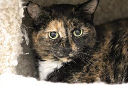 Lisbeth, an adoptable Domestic Short Hair in Hastings, MN, 55033 | Photo Image 1