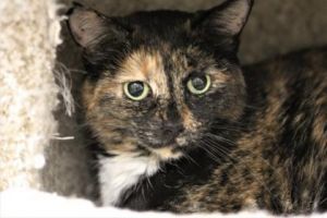 Lisbeth, Senior Female unknown