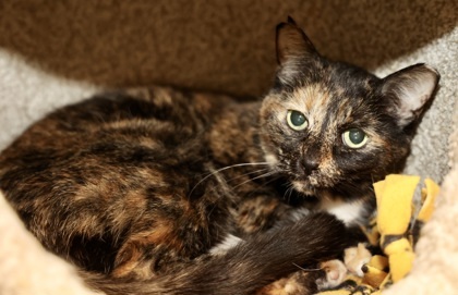 Lisbeth, an adoptable Domestic Short Hair in Hastings, MN, 55033 | Photo Image 2