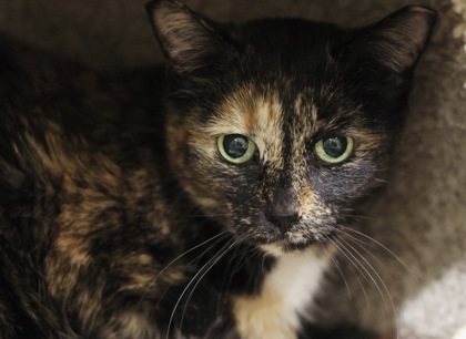 Lisbeth, an adoptable Domestic Short Hair in Hastings, MN, 55033 | Photo Image 3