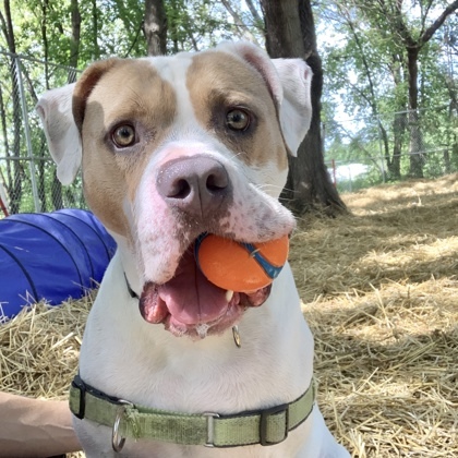 Gus, an adoptable American Bulldog, Mixed Breed in Hastings, MN, 55033 | Photo Image 1