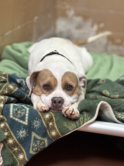 Gus, an adoptable American Bulldog, Mixed Breed in Hastings, MN, 55033 | Photo Image 1