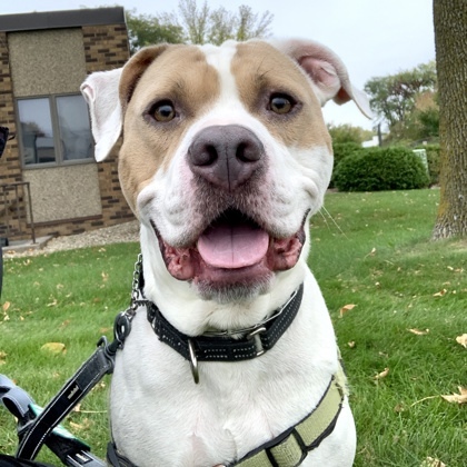 Gus, an adoptable American Bulldog, Mixed Breed in Hastings, MN, 55033 | Photo Image 1