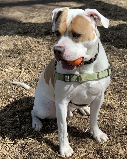 Gus, an adoptable American Bulldog, Mixed Breed in Hastings, MN, 55033 | Photo Image 2