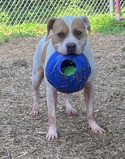 Gus, an adoptable American Bulldog, Mixed Breed in Hastings, MN, 55033 | Photo Image 2