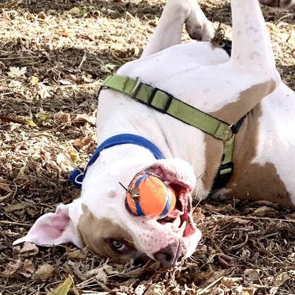Gus, an adoptable American Bulldog, Mixed Breed in Hastings, MN, 55033 | Photo Image 3