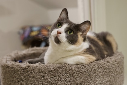 Callie, an adoptable Domestic Short Hair in Hastings, MN, 55033 | Photo Image 1