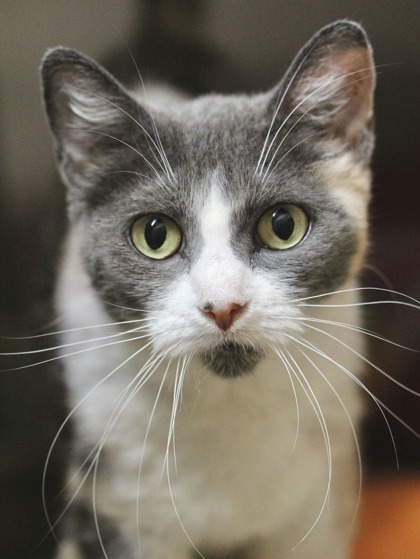 Callie, an adoptable Domestic Short Hair in Hastings, MN, 55033 | Photo Image 2