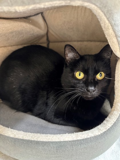 Merlot, an adoptable Domestic Short Hair in Hastings, MN, 55033 | Photo Image 1