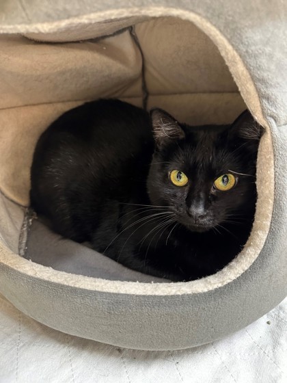 Merlot, an adoptable Domestic Short Hair in Hastings, MN, 55033 | Photo Image 2