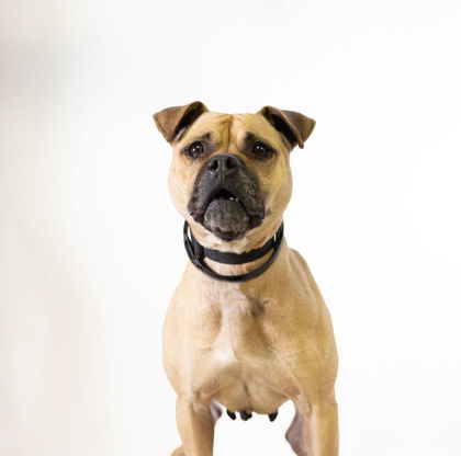 Daphne *REDUCED ADOPTION FEE* 2