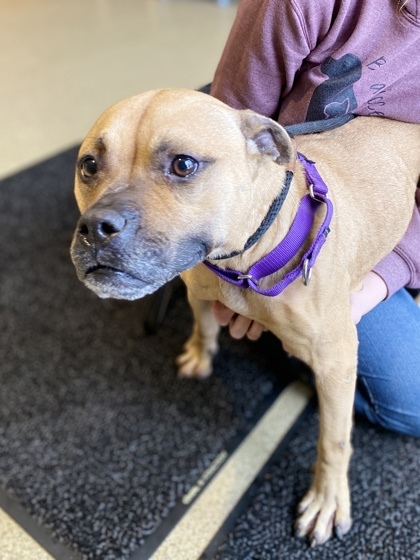 Daphne *REDUCED ADOPTION FEE*, an adoptable Pit Bull Terrier Mix in Harbor Springs, MI_image-3