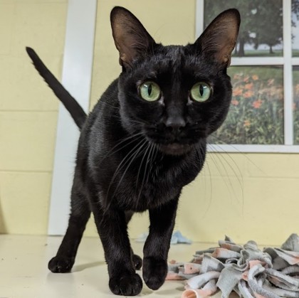 April, an adoptable Domestic Short Hair in Wheaton, IL_image-2