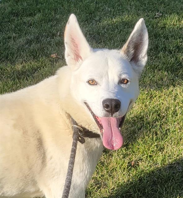 CHARLIE, an adoptable Siberian Husky Mix in Albuquerque, NM_image-1
