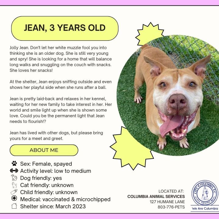 JEAN, an adoptable Pit Bull Terrier in Columbia, SC_image-6